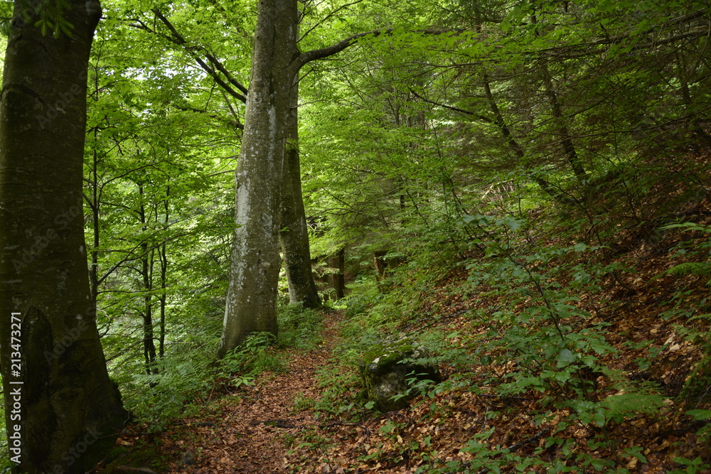 Fototapeta premium sentiero nel faggeto