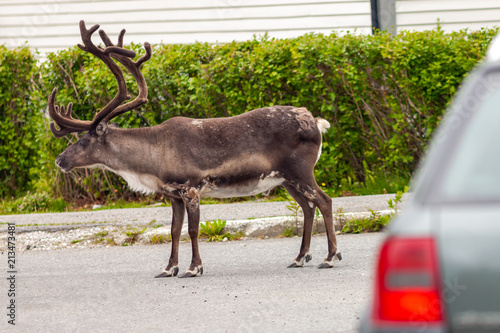Wallpaper Mural Reindeer on the road Torontodigital.ca