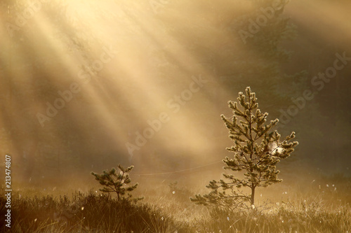 Pine trees in sunrise colored morning mist at marsh in Southern Finland.