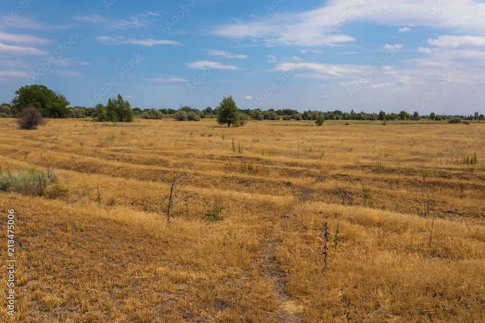 The Volgograd russian steppe or prairie in july with the oaks, grass and clouds. The typical summer landscape during the hot ry summer on the south of Russia
