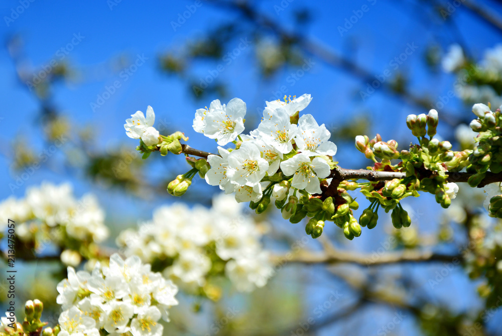 White pear blossoms with blue color filter 
white flower with blue sky background.
