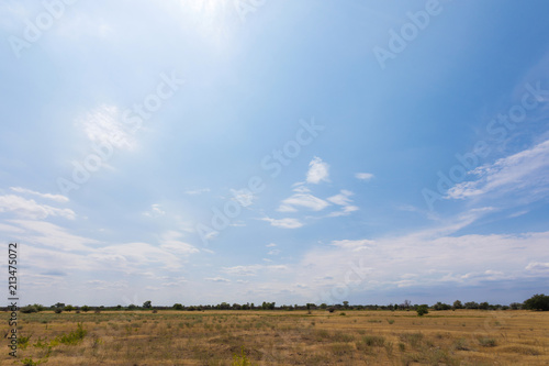 The Volgograd russian steppe or prairie in july with the oaks, grass and clouds. The typical summer landscape during the hot ry summer on the south of Russia