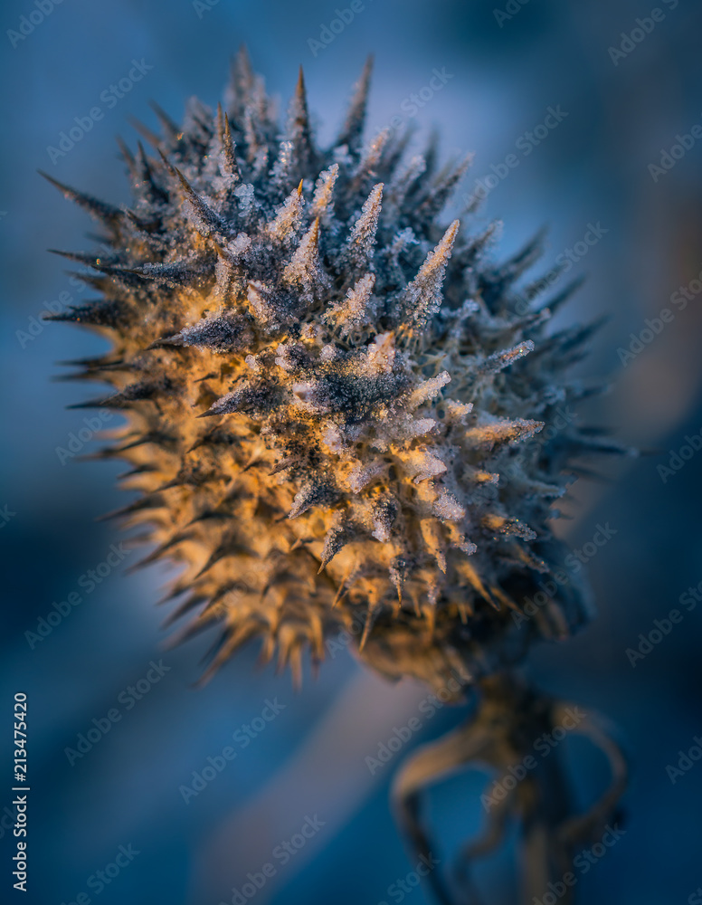 Obraz premium Nature beauty