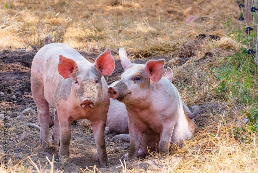 ocological pigs from a farm in Denmark ocological pigs from a farm in Denmark