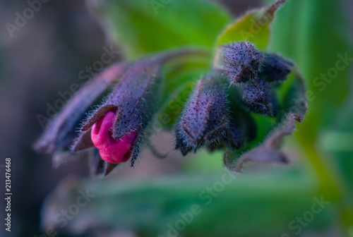 Field and forest flowers