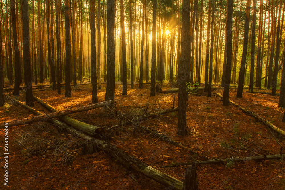 Fototapeta premium Autumn sketches. Landscape. Autumn colors. Sun rays.