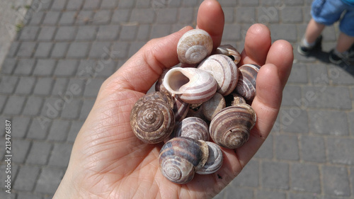 Handful of Snail Shells