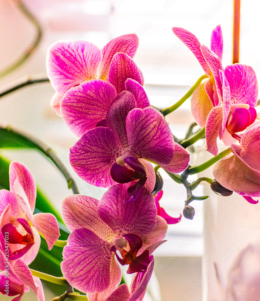 Fototapeta premium Orchid
