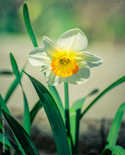 Fototapeta Naklejka Na Ścianę i Meble -  Narcissus