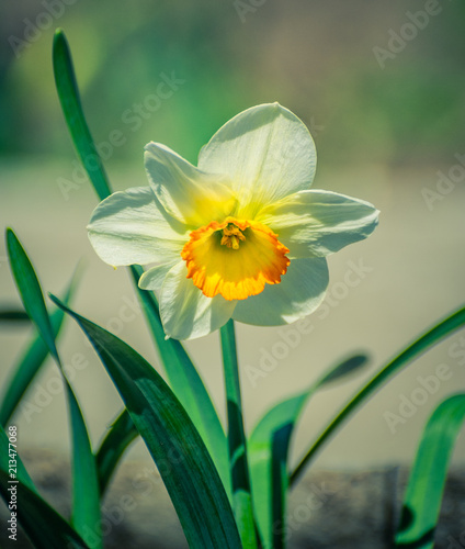 Fototapeta Naklejka Na Ścianę i Meble -  Narcissus