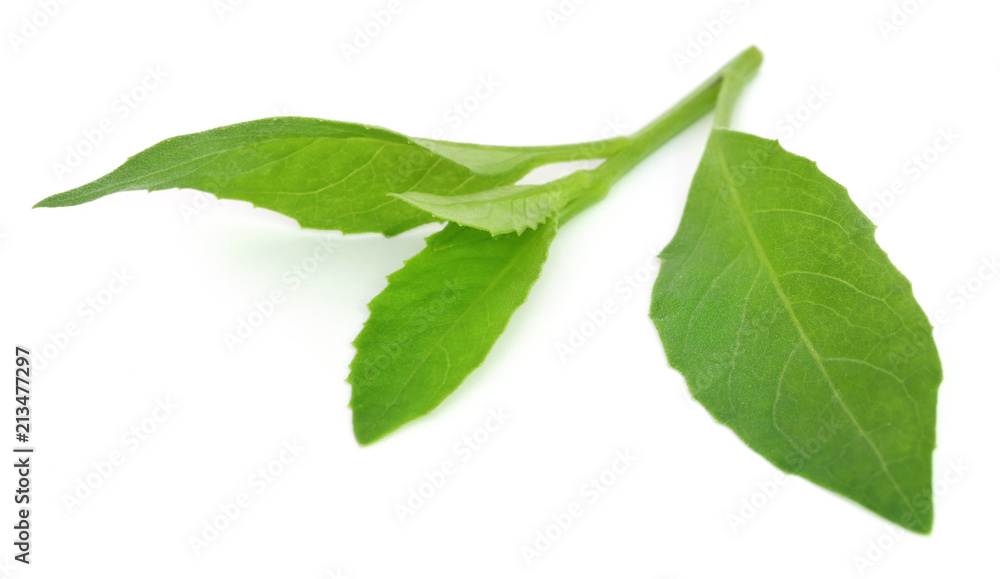 Obraz premium Longevity spinach used as herbal medicine