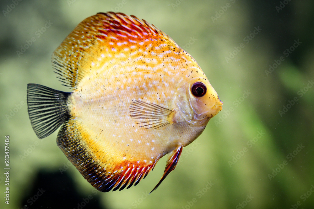 Diskusfisch im Aquarium