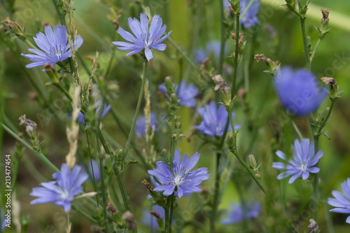 Flowers of blooming chicory