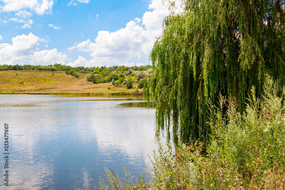 Weeping willow tree or Babylon willow (Salix Babylonica) on a lakeshore