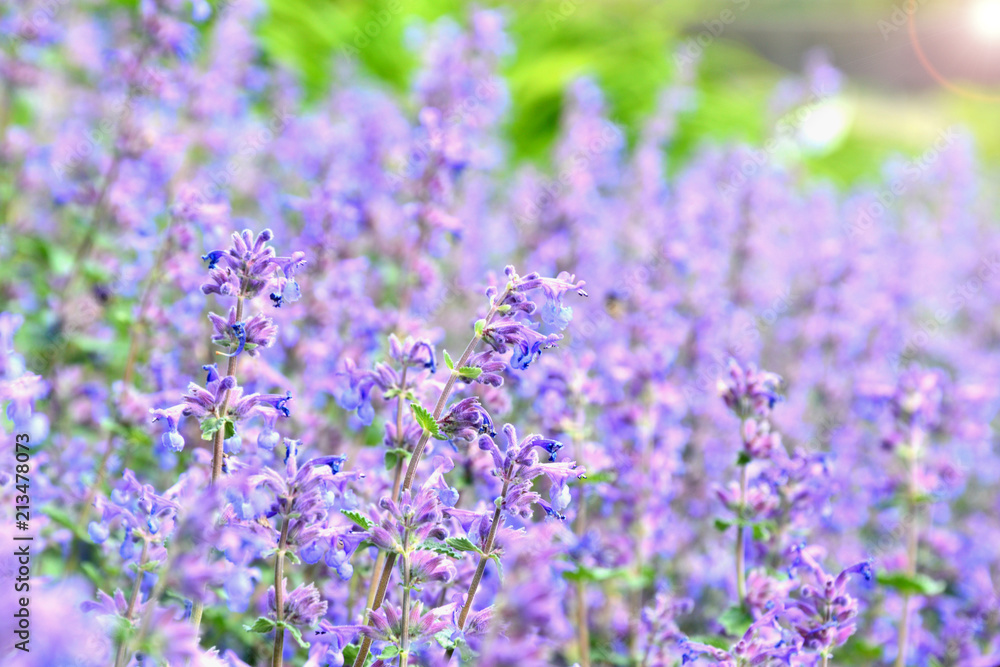 Obraz premium Nepeta (German name is Katzenminzen). Purple or violet flower in the garden with lens flare.