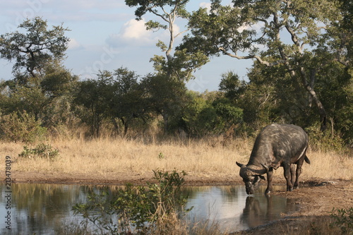 Buffalo in Kruger National Park  South Africa