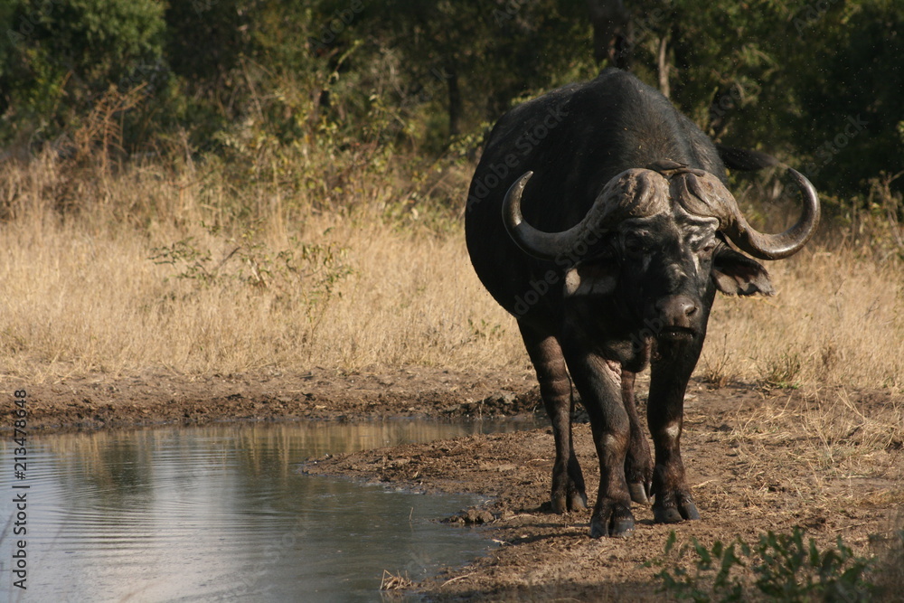 Obraz premium Buffalo in the Kruger National Park, South Africa