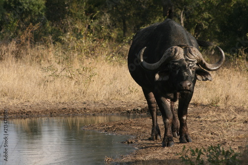 Buffalo in the Kruger National Park  South Africa