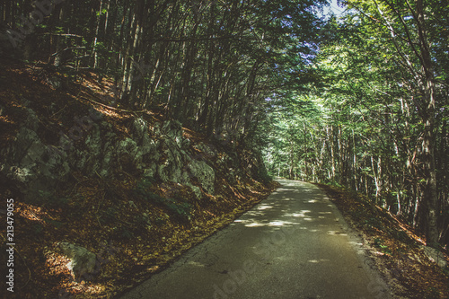 lonely concrete car road in summer green nature forest  environment 