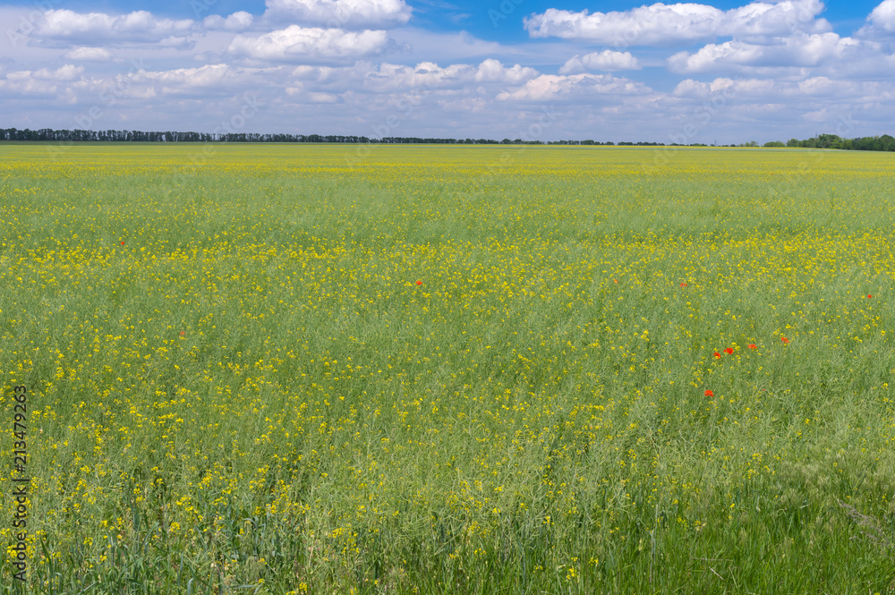 June landscape with agricultural field with flowering rape near Dnipro city,  Ukraine