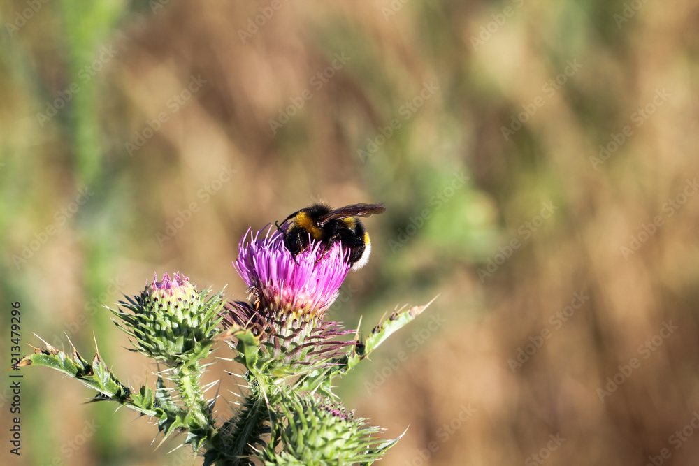 Biene, Hummel an Diestel Biene, Hummel an Diestel