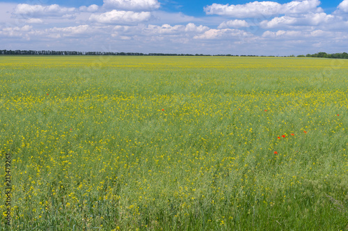 June landscape with agricultural field with flowering rape near Dnipro city   Ukraine