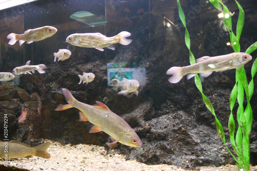 indistinct silvery freshwater fish in an aquarium with only one valisnerie stem