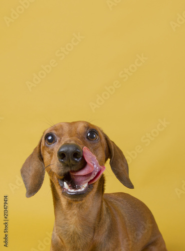 Cuadro en lienzo A hungry dachshund on a yellow background