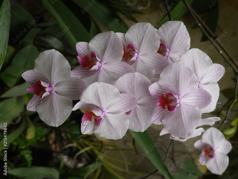 Fototapeta premium Delicate white petals of flowers lined with thin lines. It looks very unusual and beautiful.