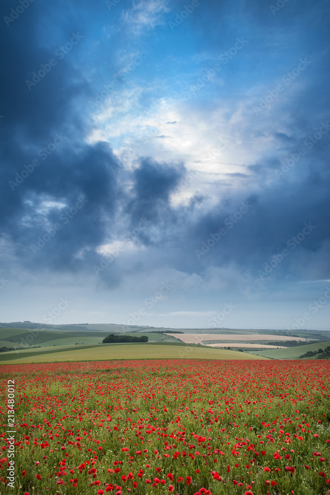 Beautiful landscape image of vibrant poppy field at sunrise in South Downs National Park