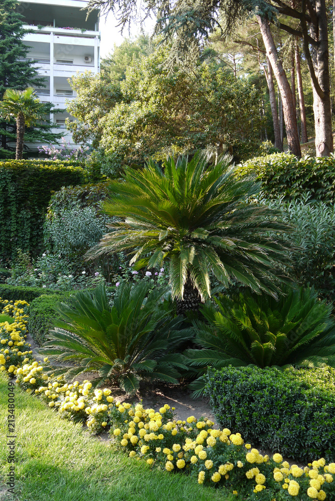 Fototapeta premium composition of palm trees, ornamental bushes and yellow flowers
