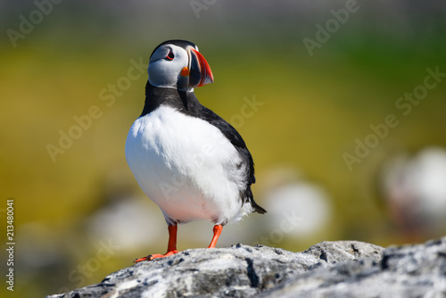Colorful Atlantic Puffin or Comon Puffin Fratercula Arctica in Northumberland England on bright Spring day © veneratio
