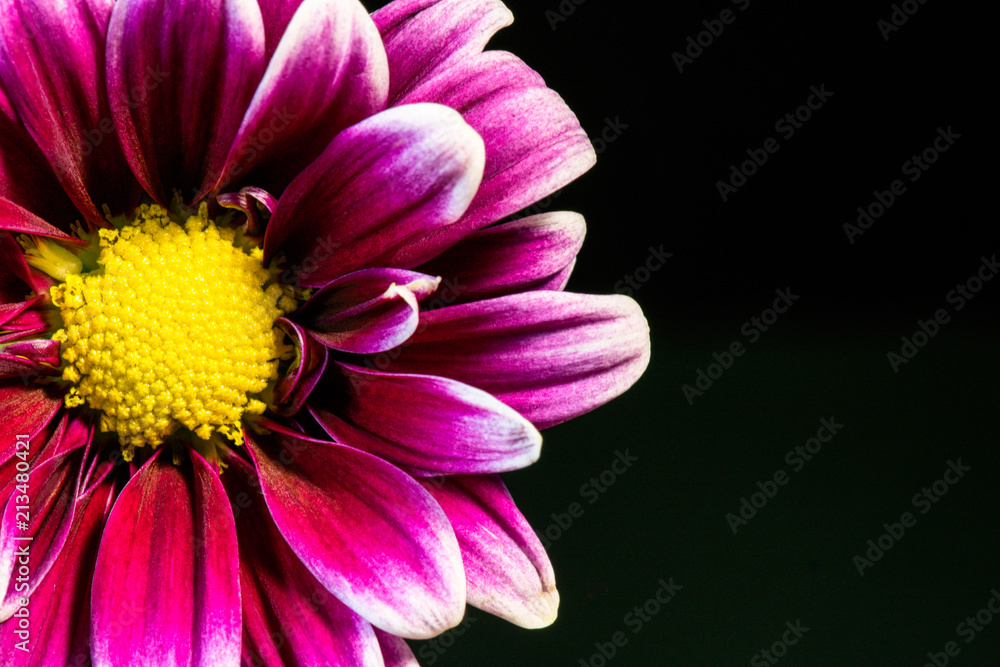 Obraz premium half daisy Gerber