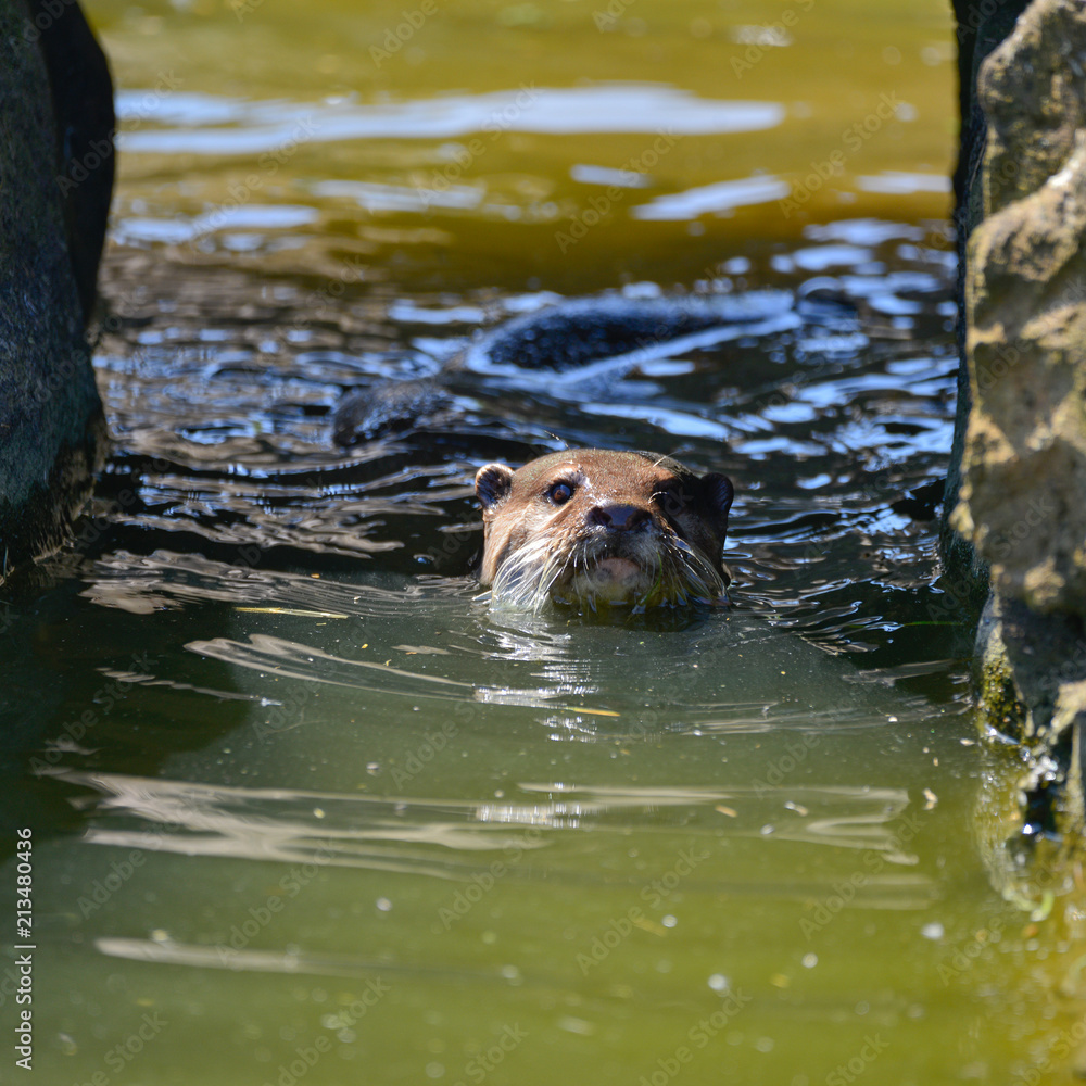 World's smallest Otter, Asian Small-Clawed Otter Aonyx Cinerus on rocks in sunlight World's smallest Otter, Asian Small-Clawed Otter Aonyx Cinerus on rocks in sunlight