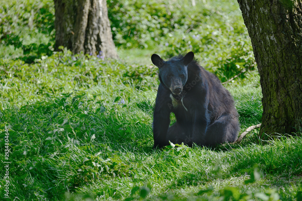 American Black Bear Ursus Americanus in forest clearing landscape setting American Black Bear Ursus Americanus in forest clearing landscape setting