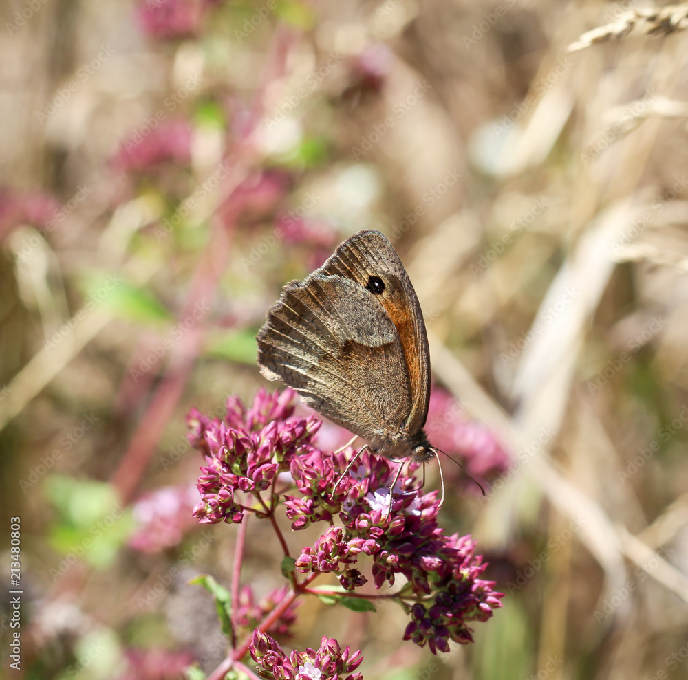 Obraz premium Schmetterling, Falter auf einer Pflanze