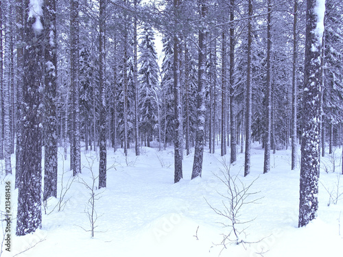 Snowy forest in northern Finland.