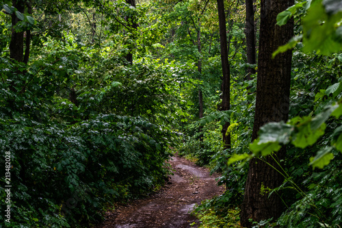 gravel pathway in summer forest in rain