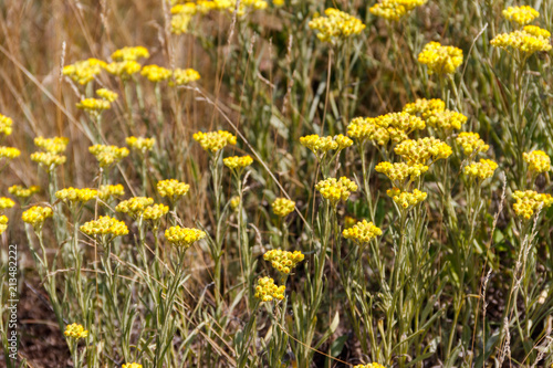 Helichrysum arenarium on meadow