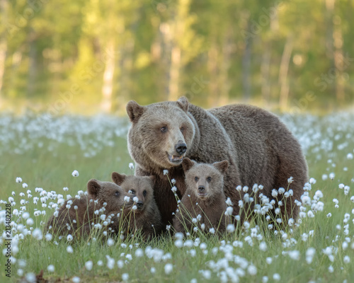 Obraz na plátne Mother bear and her three cubs in the middle of the cotton grass in a Finnish bo