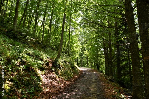 la strada del faggeto