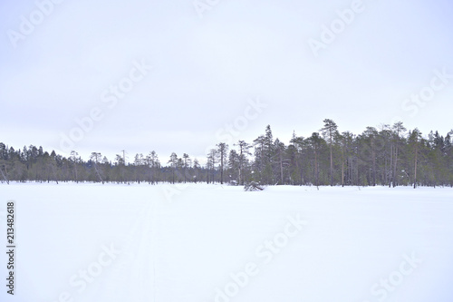 Beautiful Finnish Lapland snow covered swamp with few frosty pine trees. © jarnicek