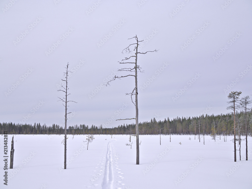 Cross-country skiing trail going between dry deadwood pine trees on snow covered swamp in Lapland, Finland. Cross-country skiing trail going between dry deadwood pine trees on snow covered swamp in Lapland, Finland.