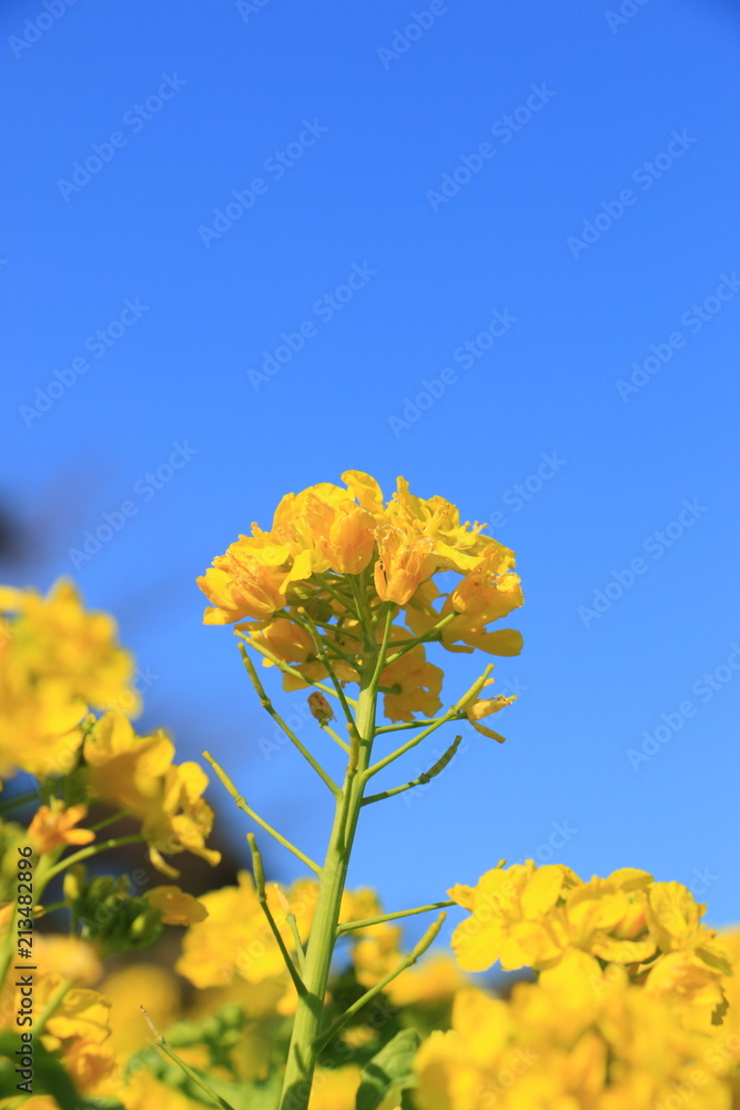 Obraz premium yellow rape blossoms