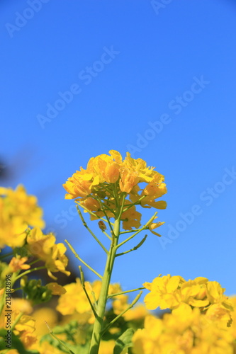 Fototapeta Naklejka Na Ścianę i Meble -  yellow rape blossoms