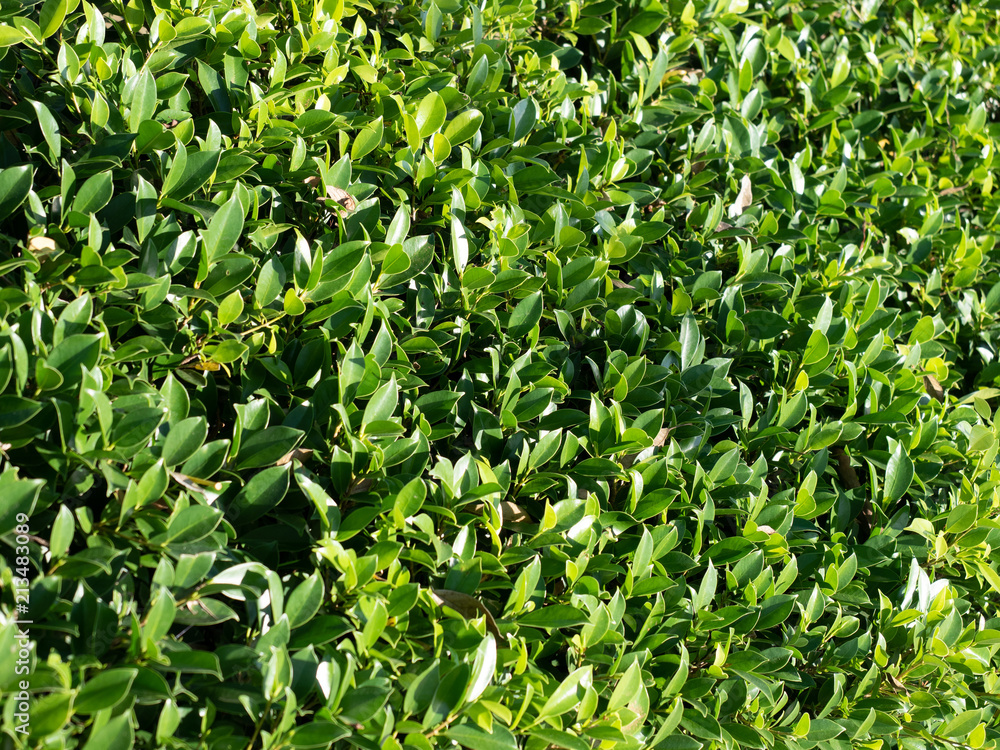 Obraz premium close up picture of tea leaf
