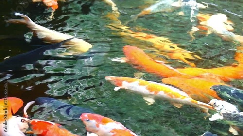 Koi fishes photo