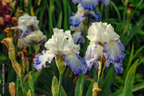 Fototapeta Naklejka Na Ścianę i Meble -  Irises wet after rain bloom in the garden
