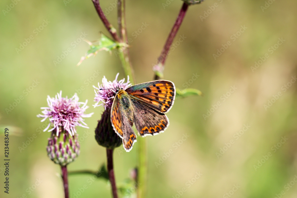 Schmetterling, Falter auf Mariendistel Schmetterling, Falter auf Mariendistel
