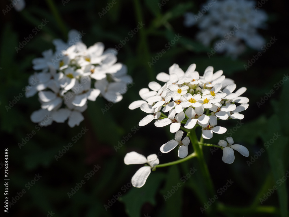 White candytuft in the garden White candytuft in the garden